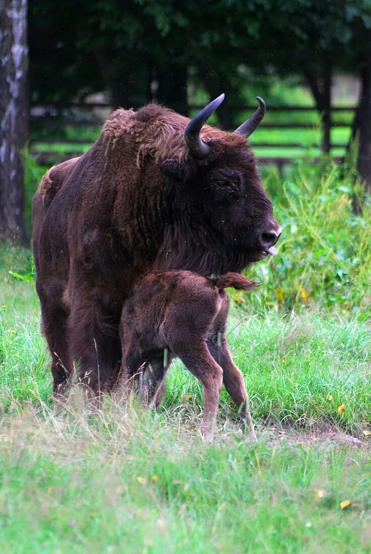 Жизнь зубра. Зубр bison bonasus. европейский зубр. зубр дальневосточный. самка зубра.