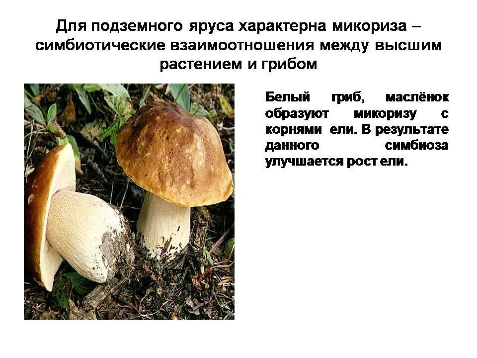 Грибы образующие микоризу с корнями. Белый гриб образует микоризу. Грибы образуют микоризу. Взаимоотношения между растениями и грибами. Грибы способные образовывать микоризу.