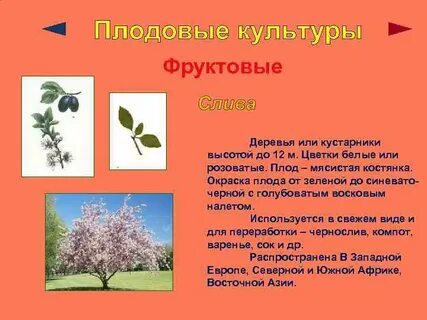 Кустарник ответ