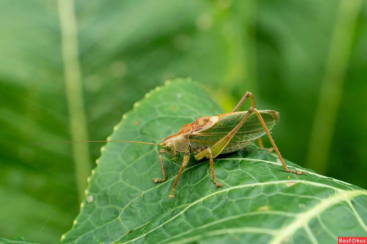 самец кузнечика. дыбка. спаривание саранчи. саранча самец. кузнечик амбликорифа.