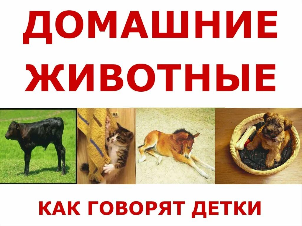 Как говорят животные. Как говорят домашние животные. Как говорят животные презентация. Какие животные как говорят. Как разговаривают домашние животные.