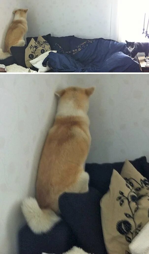 Почему кошка отворачивается