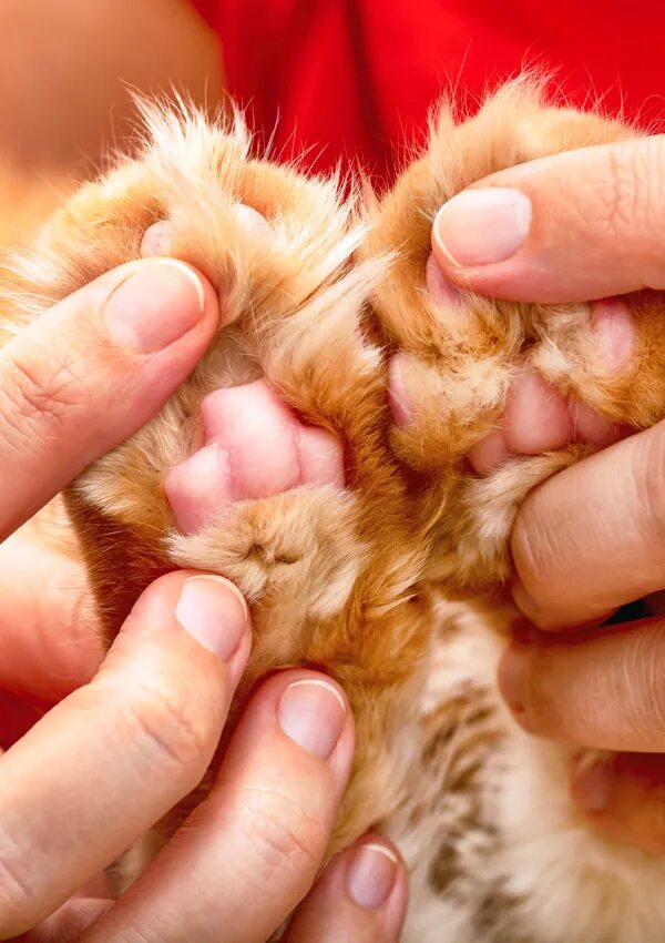 Сколько пальчиков у котика на лапке. Кошачьи лапки пальчики.
