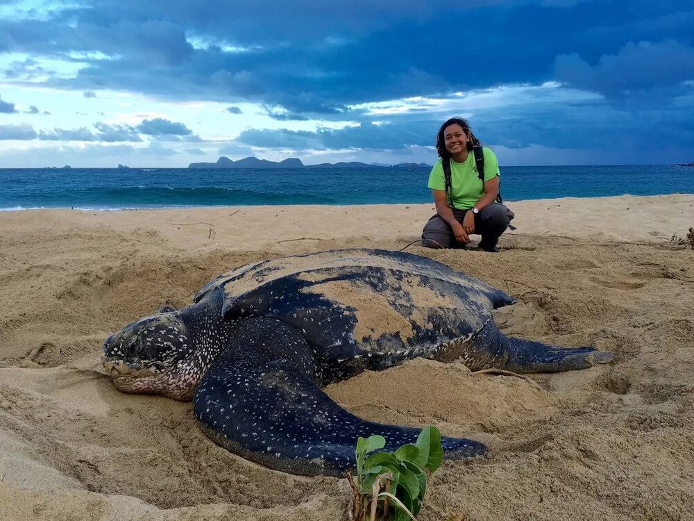 самая большая корова в мире. большой кабан секач вепрь. самый большой осел в мире. самый большой медведь кадьяк 1200 кг. самый большой.