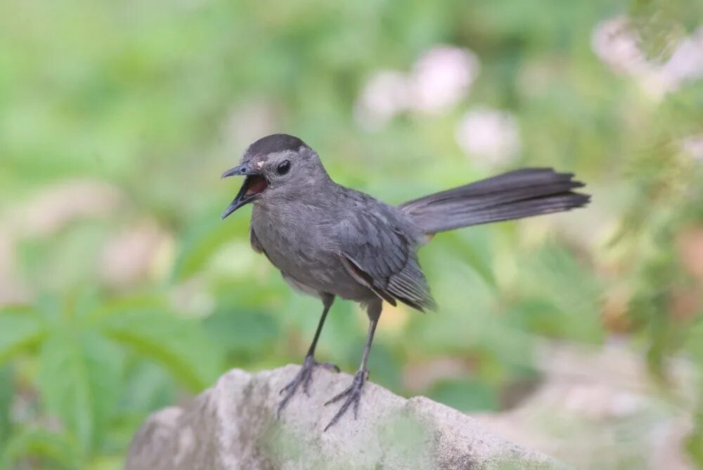 Gray Catbird птица. Темно серая птичка. Маленькая серая птица. Маленькие серые птички. Птичка с маленьким хвостиком маленькая