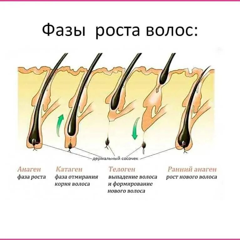 Если вырвать волос с корнем он вырастет. Анаген катаген телоген. фазы роста волос анаген. анаген катаген телоген волос. катаген фаза роста волос.