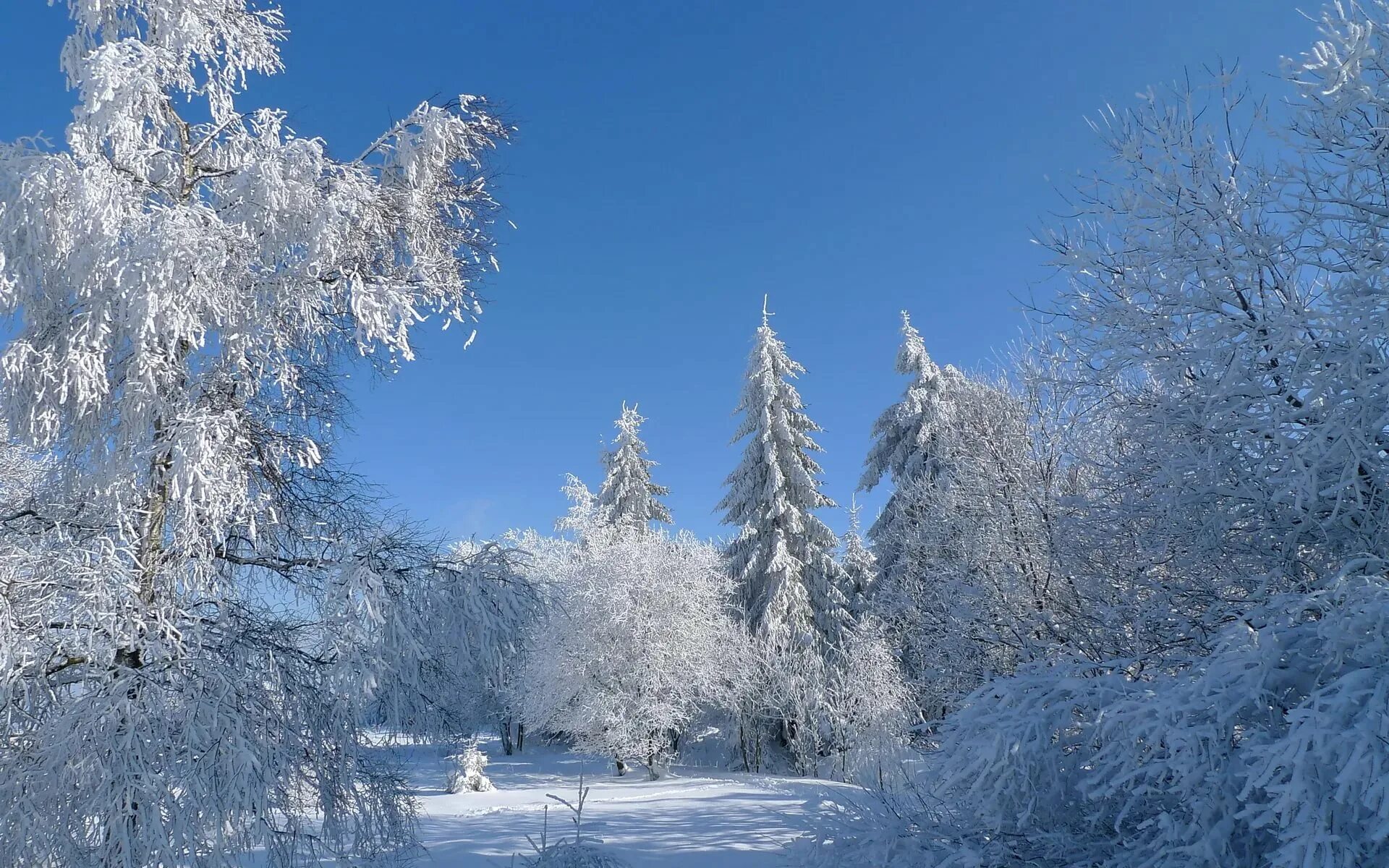 Покажи зимнюю картинку. Зимняя природа. Зима пейзаж. Красивая зима. Снежный пейзаж.