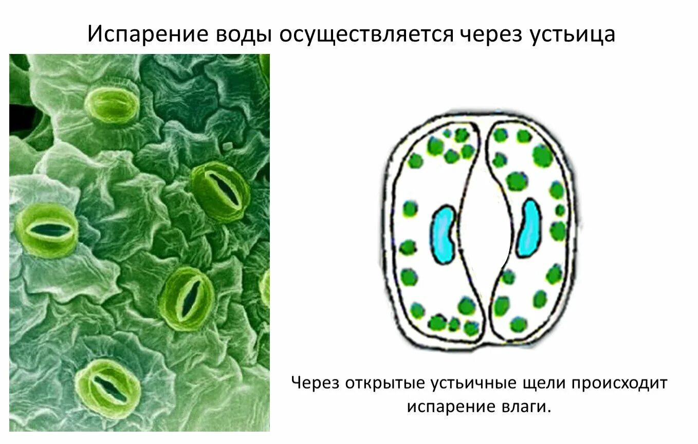 Устьица транспирация. Испарение воды растением устьица. Транспирация устьица. Устьица листа транспирация. Устьица элодеи.