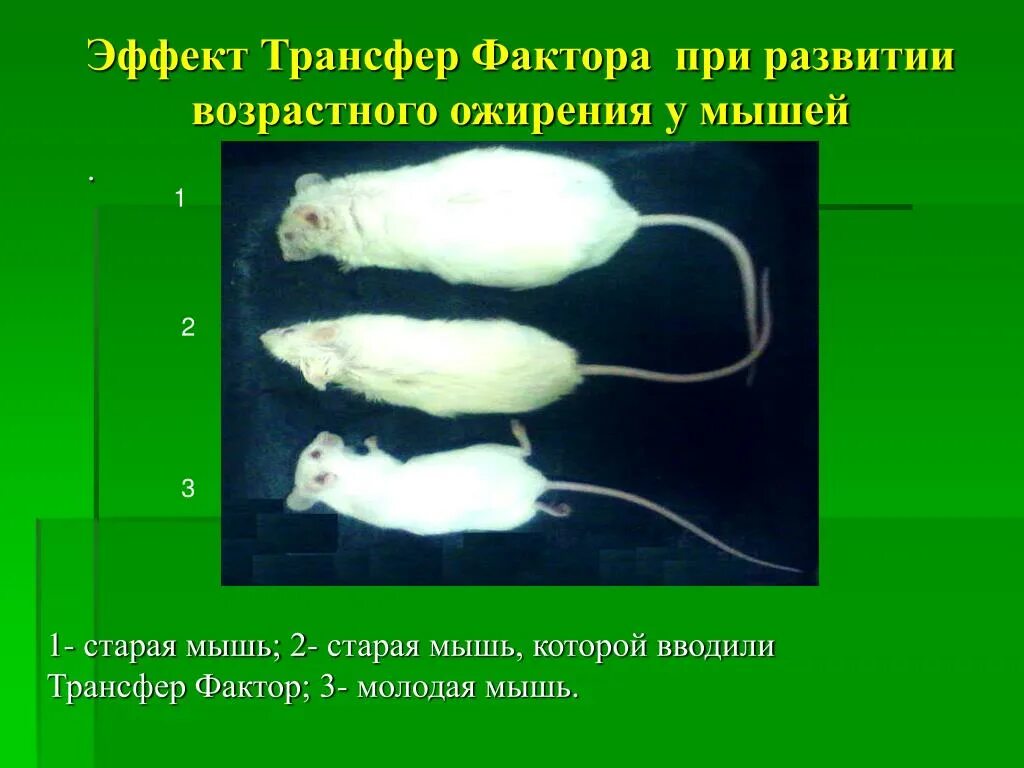 Ожирение у мышей. Модель развития мыши. Прямое развитие у мыши.