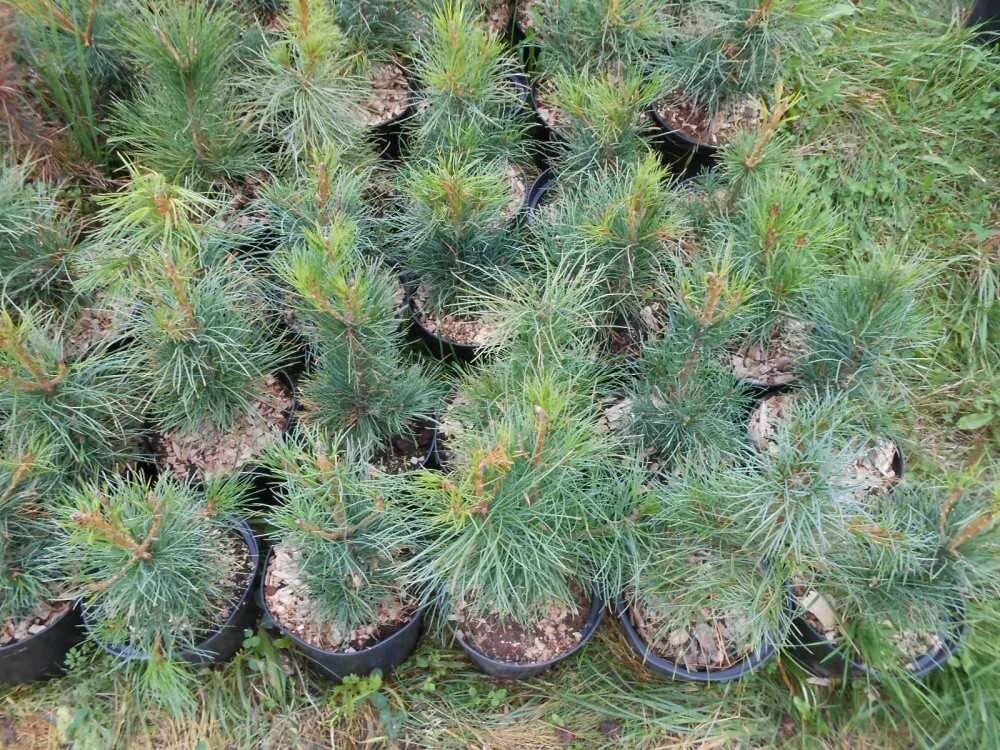 Хвойные сеянцы. Pinus koraiensis сосна корейская. Кедр Сибирский сосна Сибирская Pinus sibirica. Сосна Кедровая Сибирская Сибирский кедр сеянец. Сосна Кедровая корейская, или корейский кедр (Pinus koraiensis).