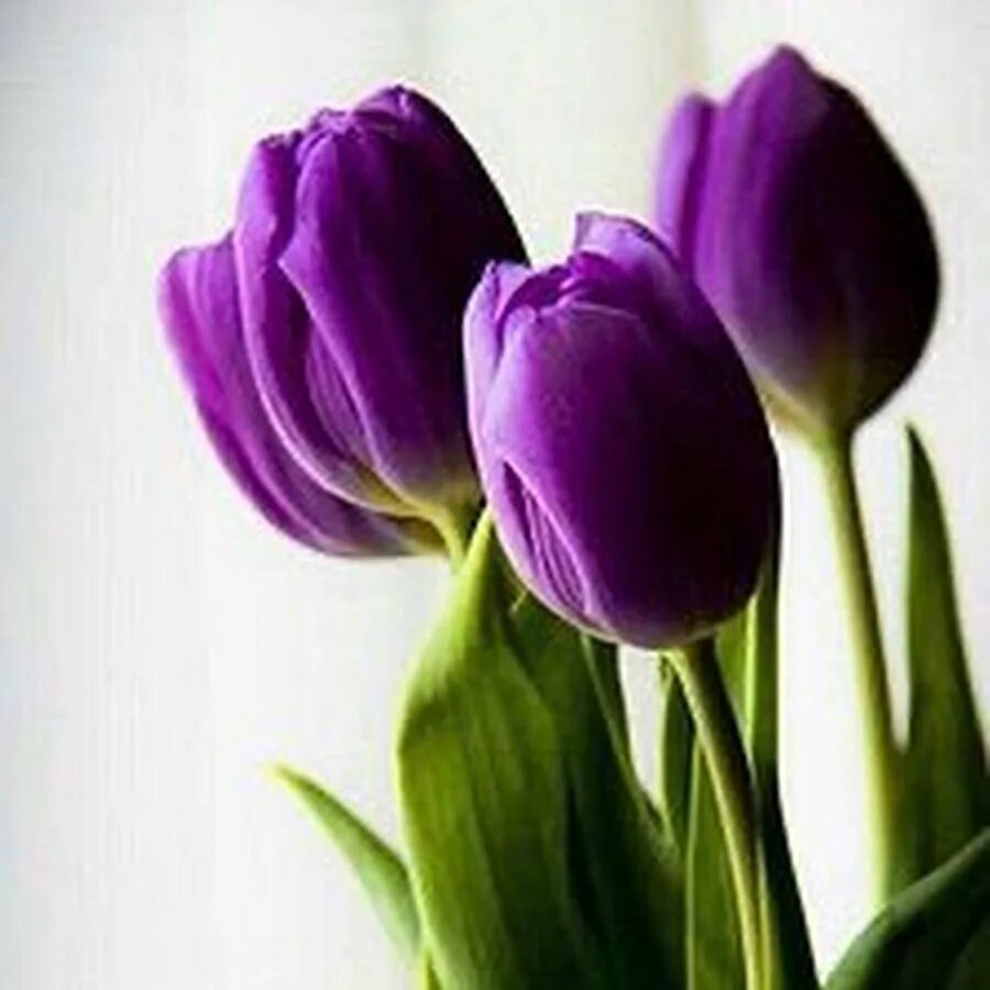 Что означают фиолетовые тюльпаны. Тюльпан сиреневый. Тюльпан фиолетовый. Фиолетовые цветы. Цветы тюльпаны фиолетовые.