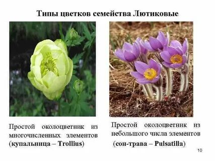 Виды лютиковых растений