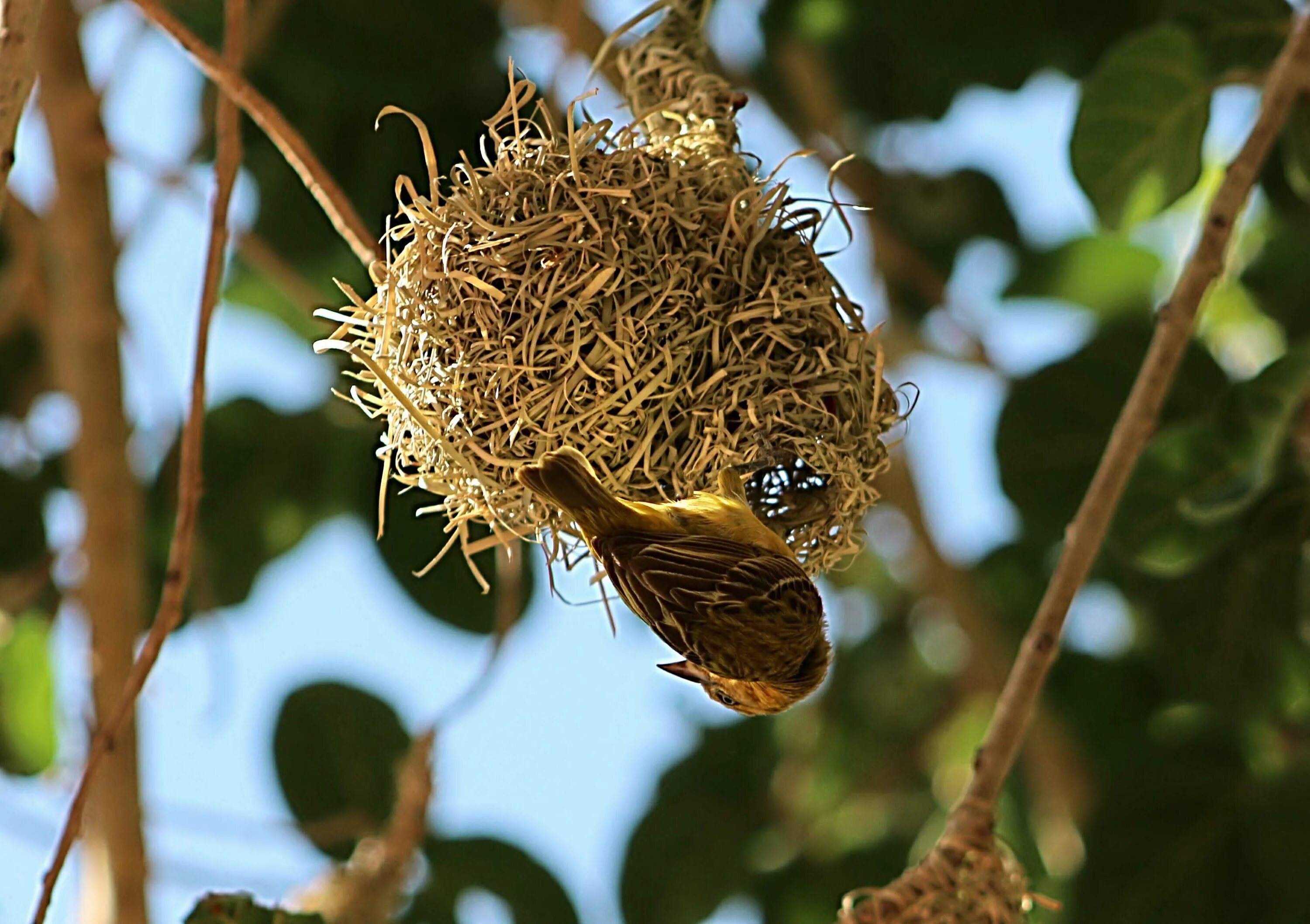 Гнезда птиц видео для детей. Гнездо Байя Уивер. Гнездо касиков. Птица Ткачик вьет гнездо. Гнезда вальдхарда.
