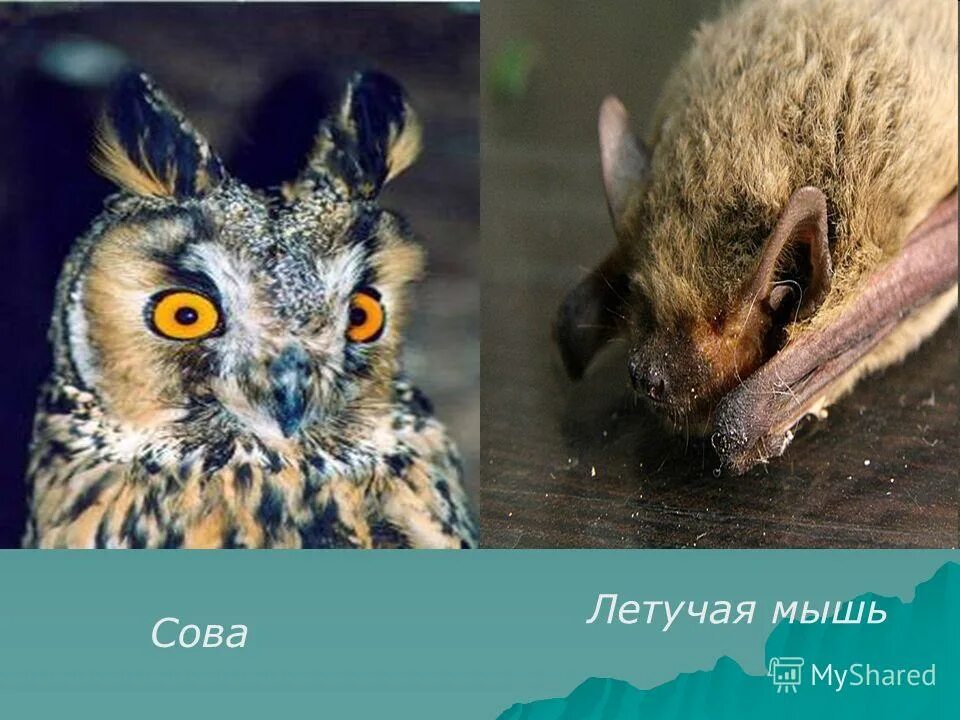 Летучие мыши в самарской области. Наклейка - летучие мыши. Летучая мышь ночью. Летучая мышь обыкновенная ночница. Летучая мышка.