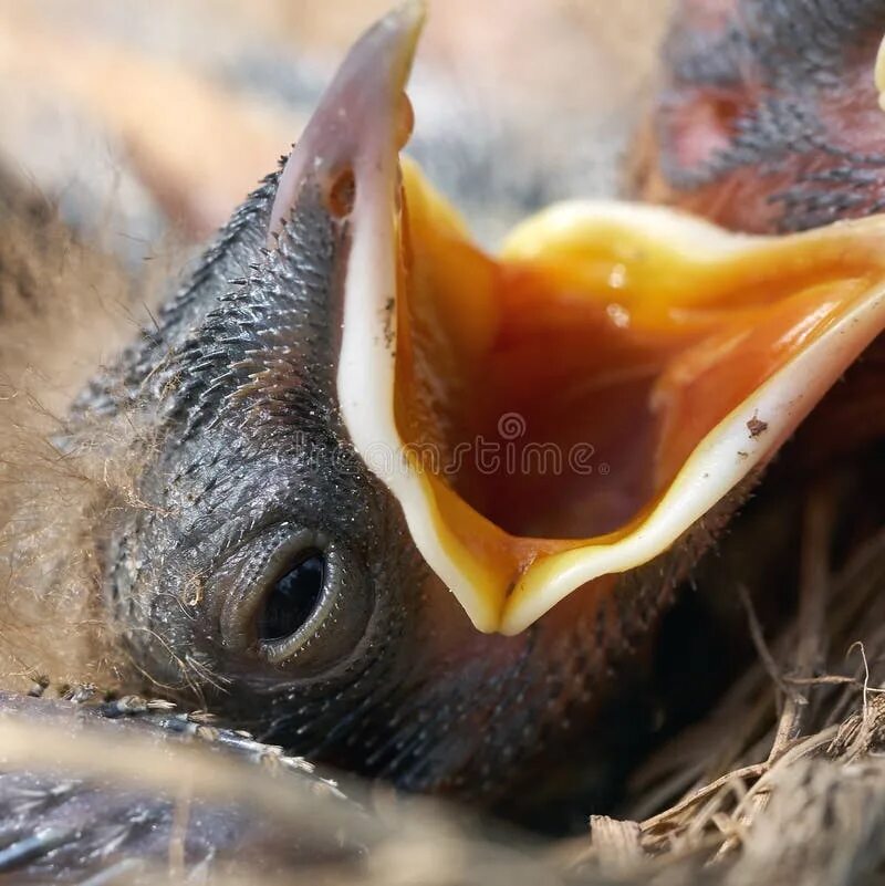 Голова птенца. Птенцы с открытыми ртами фото. Голодный цыпленок. Рот дрозда старого.