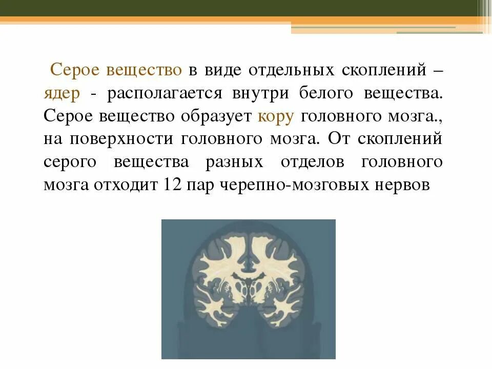 Аксон образует серое вещество. Серое вещество мозга образовано. Сое вещество мозга образованной. Серое вещество располагается в виде коры в. Серо внщестов образовано.