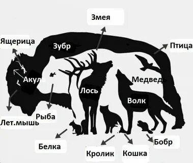 Сколько здесь животных