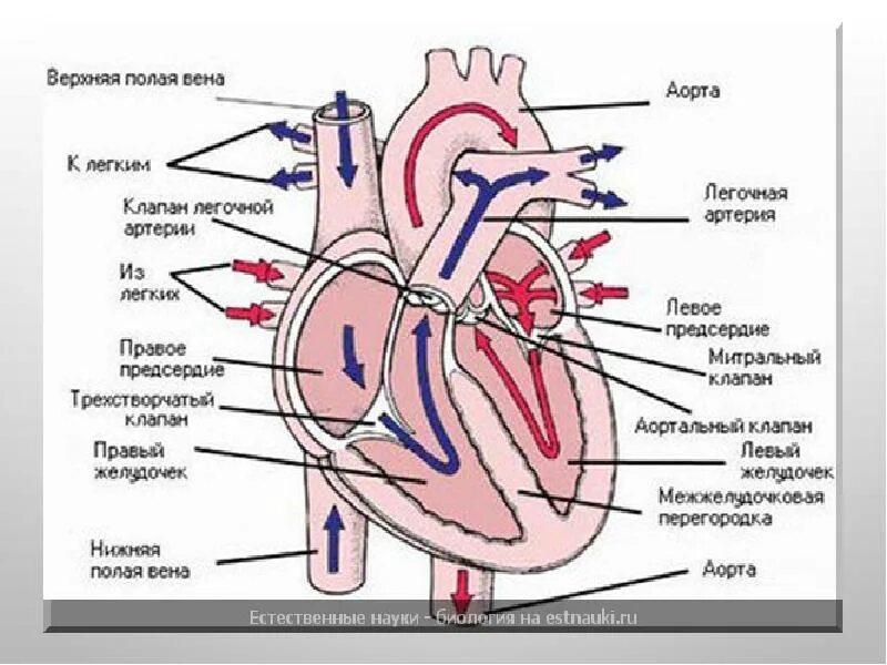 Строение сердца человека. Строение сердца и круги кровообращения. Анатомия сердца человека и круги кровообращения. Строение сердца человека круги кровообращения схема.