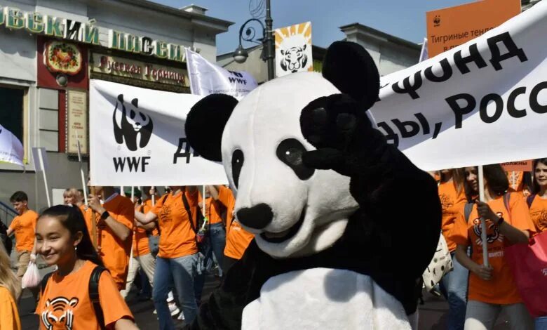 The world wildlife fund is an organization. Международная организация WWF. Фонд дикой природы WWF. Международные экологические организации в России ВВФ. Всемирный фронт дикой природы.