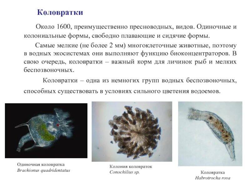 Коловратка Тип червей. Представители класса коловратки черви. Характеристика класса коловратки. Примеры коловратки червей. Коловратки в экосистеме