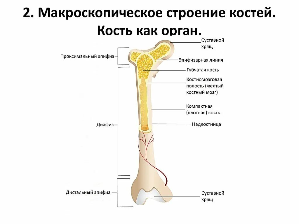 На рисунке изображено строение кости. Строение трубчатой кости человека анатомия. Строение длинной трубчатой кости анатомия. Строение трубчатой кости рисунок. Строение трубчатой кости животных.