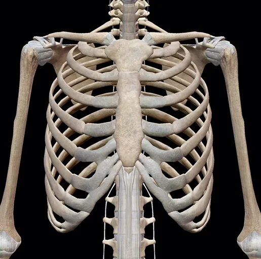 Ребра человека. Скелет ребра. Скелет грудной клетки человека.