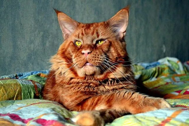 рыжий кот мейн кун джокер. мейн кун джокер марина фомичева. мейн кун джокер. кот джокер мейн кун. мейн кун джокер марина фомичева.