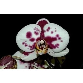 Phal pearl