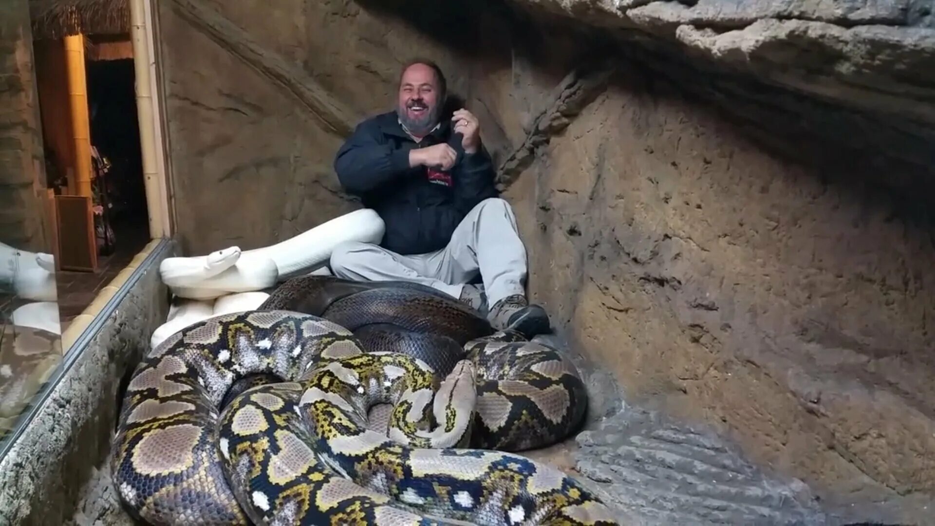 Питоны нападают. Крокодил гигантская анаконда. Питоны нападают. Питоны нападают. Сетчатый питон нападение.