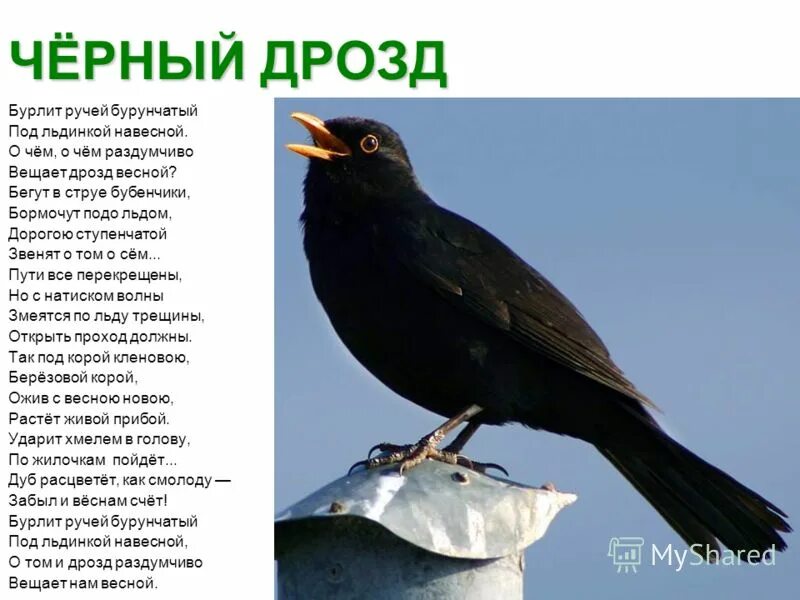 черный певчий дрозд. ямайского черного дрозда. черный дрозд содержание. сейшельский шама-дрозд. черный дрозд.