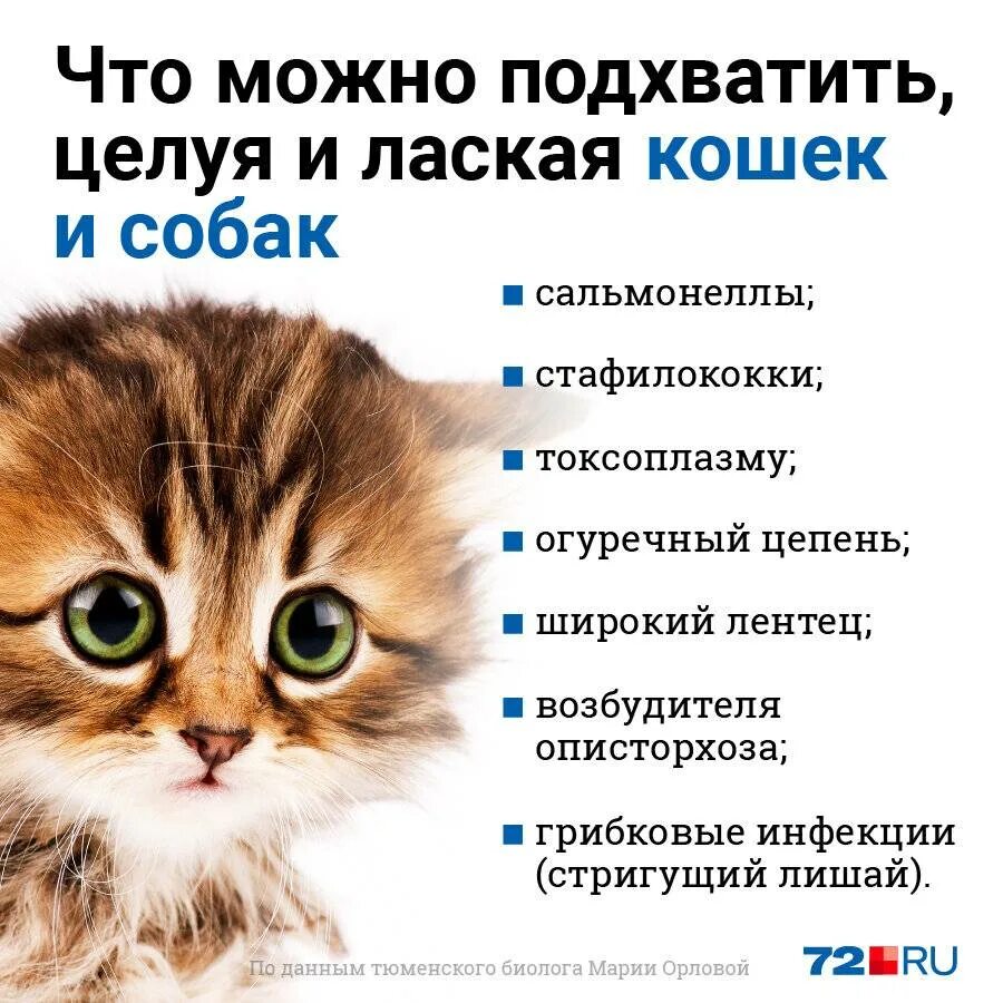 Почему нельзя целовать кошек. Что можно подцепить от кошек. Кошка целует. Целовать домашних животных. Можно ли кошечек