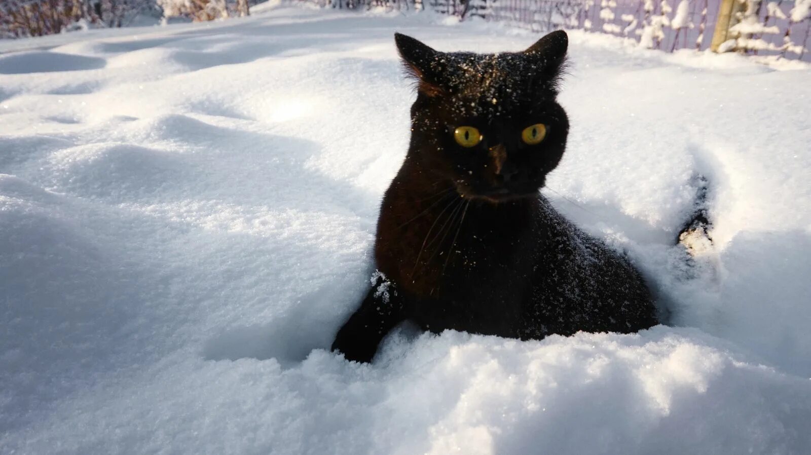 включи черным снегом. черный кот в сугробе. черный снег. включи черным снегом. кошки зимой.