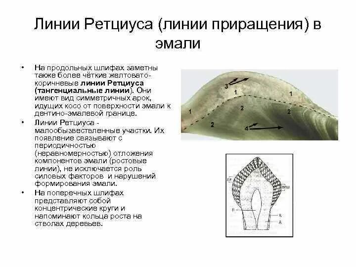 Линии шрегера и ретциуса. Шлиф зуба эмаль полосы гунтера шрегера. Линии шрегера и ретциуса. Шлиф зуба эмаль полосы гунтера шрегера. Гунтера шрегера.