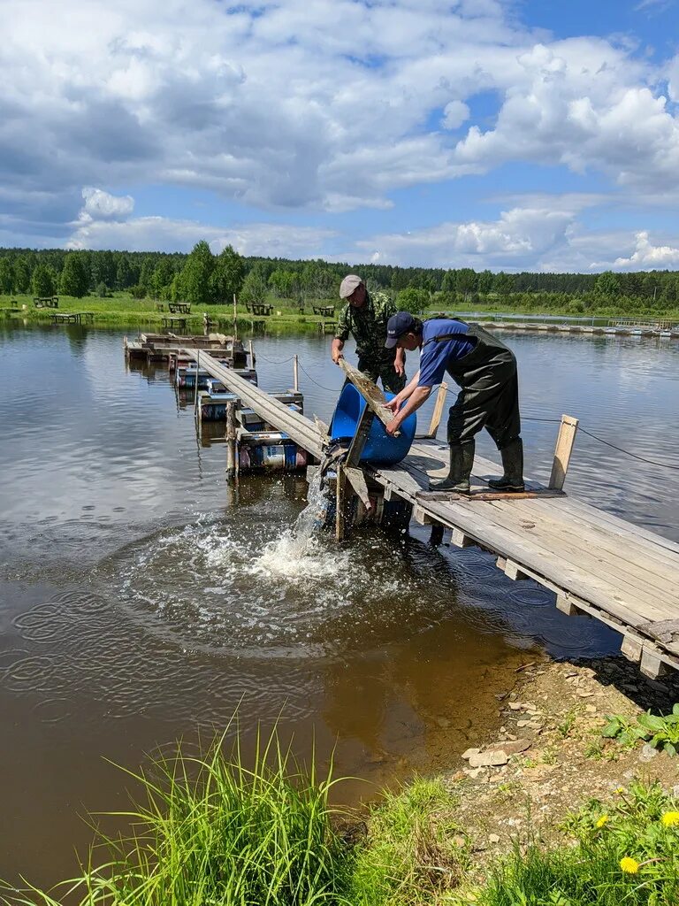 Шабровский пруд Свердловская область. Рыбалка на пруду. Рыбалка на озере. Рыбалка на платных прудах.