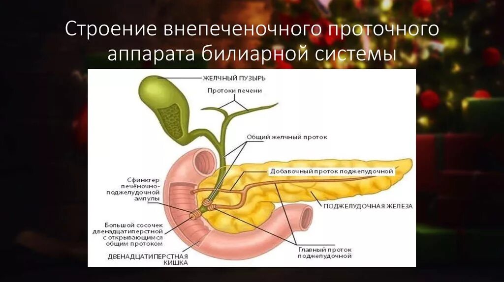 В двенадцатиперстную кишку открываются протоки печени. Желчный пузырь сфинктер Одди анатомия. Система желчных протоков анатомия. Билиарная система строение. Пузырный проток желчного пузыря.