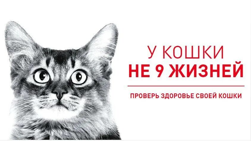 Кошке 9
