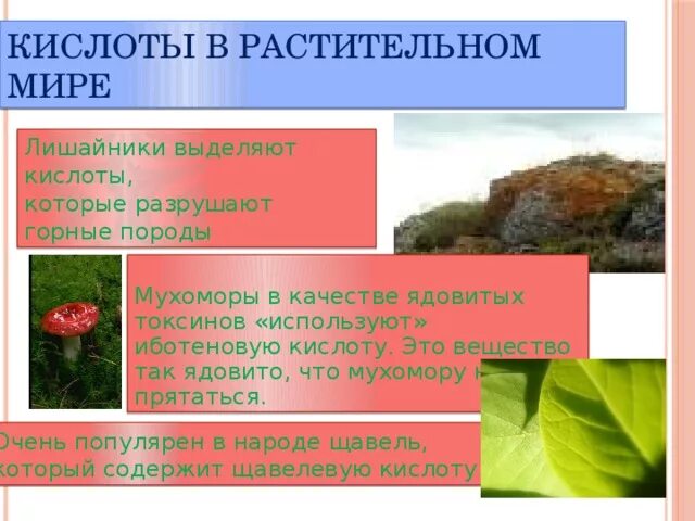 Кислоты которые содержатся в растениях. Кислоты в растительном мире. кислоты которые выделяют лишайники. растения которые выделяют кислоту. вещества выделяемые лишайниками и разрушающие горные породы.