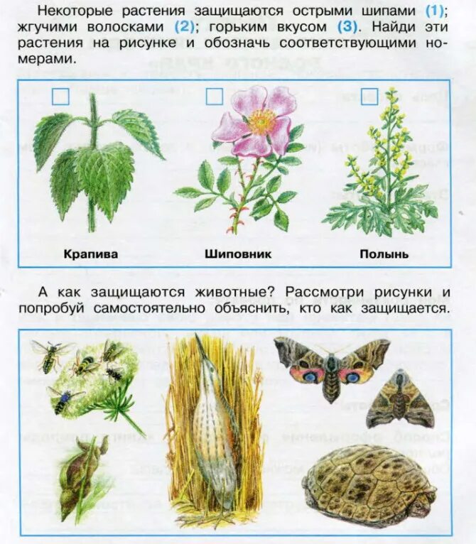 Домашнее задание по окружающему миру страница 29. Окружающий мир 3 класс рабочая тетрадь 1 часть стр 57 тетрадь. Рабочая тетрадь по окружающему миру 3 класс Плешаков стр 57. Окружающий мир 3 класс рабочая тетрадь 1 часть стр 57. Окружающий мир 3 класс рабочая тетрадь 1 часть.