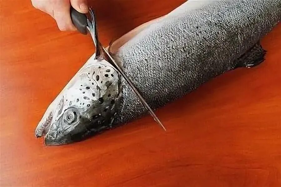 Как чистить форель. Разделать форель для засолки. семга чешуя. как разделать рыбу для засолки форель. очистка от чешуи лосось.