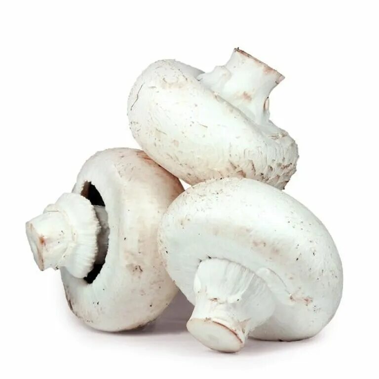 Белые грибы шампиньоны. Грибы шампиньоны на белом фоне. Вареные шампиньоны. Текст про шампиньон. Сибирские шампиньоны.