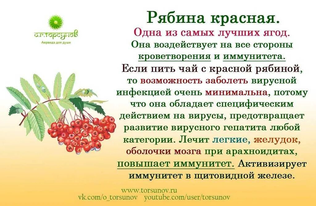 Род рябина – sorbus. Чем полезна рябина. Рябина полезные свойства. Чем полезна рябина. Рябина полезная ягода.