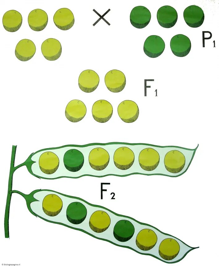 Горох менделя схема. Ген гороха. Грегор мендель опыт с горохом. Закономерности наследования признаков дигибридное скрещивание. Ген гороха.