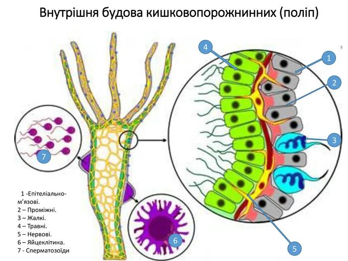 Тип двухслойных животных