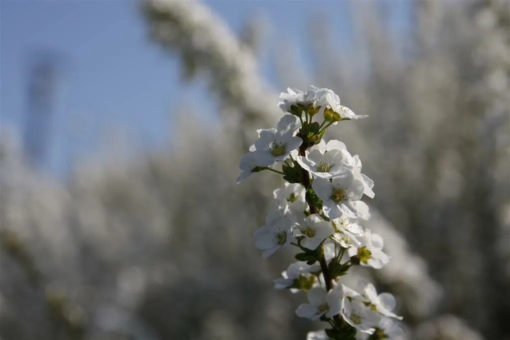 Macro os
