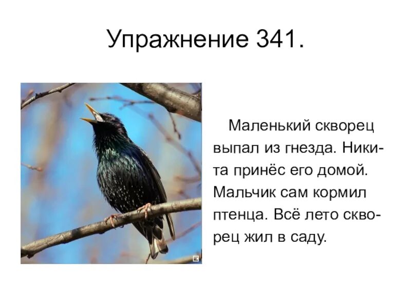 Скворец количество звуков. Маленький скворец. Скворец выпал. Маленький скворец выпал из гнезда подчеркнуть.