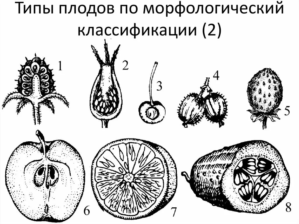 Классификация плодов цветковых растений. Строение плодов типы плодов. Типы строения плода. Типы плодов схема. Разные типы плодов