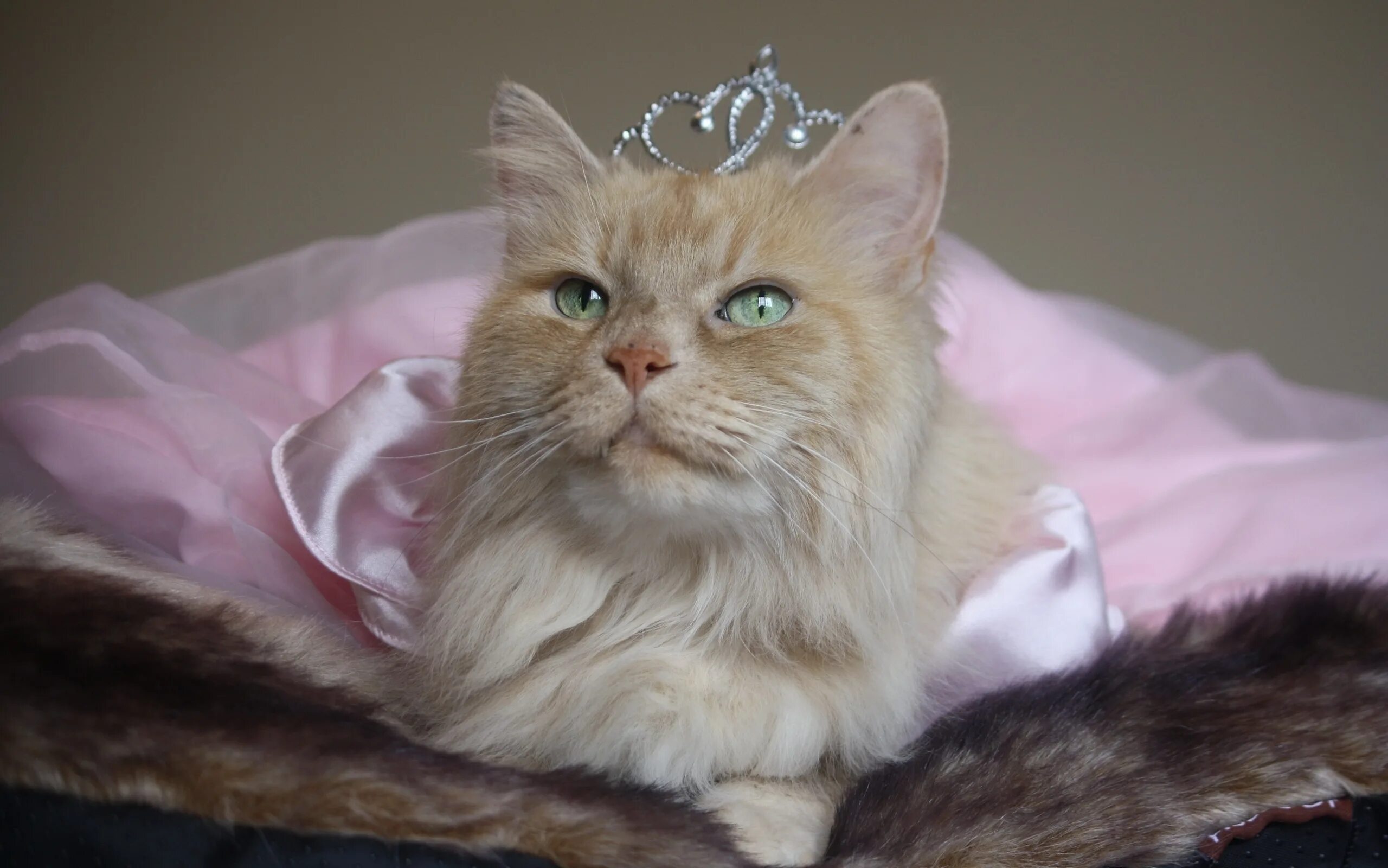 Pin by °*♥ Cupido's Heart ♥*° on Animaizinhos Gorgeous cats, Cute cat gif, Cute 