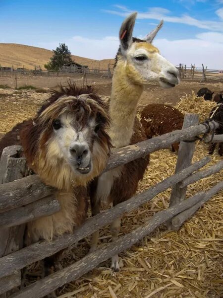 мама лама. творожок мама лама состав. лама мама а 4. лама мама а 4. дьюдни лама красная пижама.