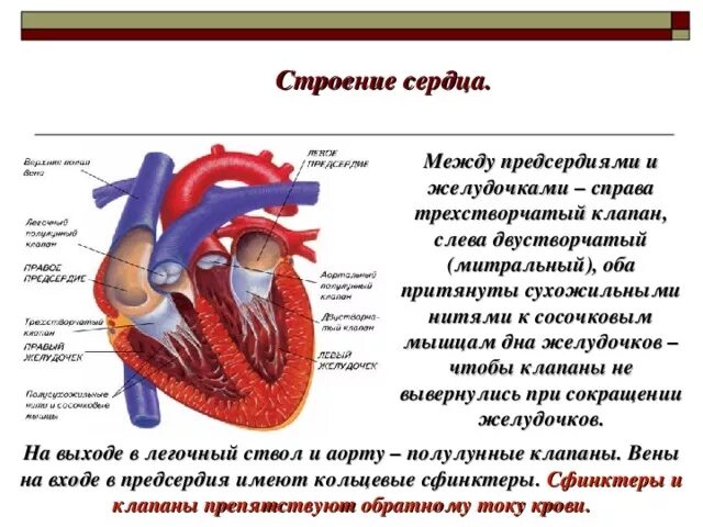 Сердечная строение и функции. Строение сердца структуры и функции. Биология кратко о строение сердца. Сердце человека строение и функции. Сердце человека анатомия строение и функции.