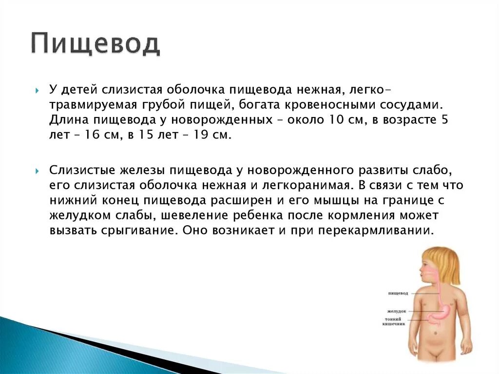 Пищевод у новорожденного. Строение пищевода у детей. Пищевод у детей раннего возраста. Особенности пищевода у детей раннего возраста.